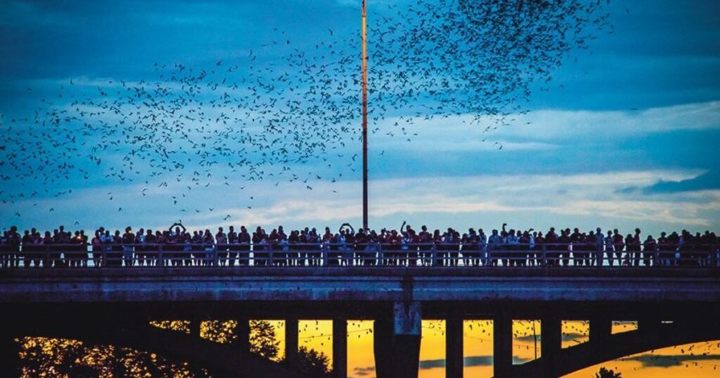Congress Avenue Bridge Bat Watching in Austin