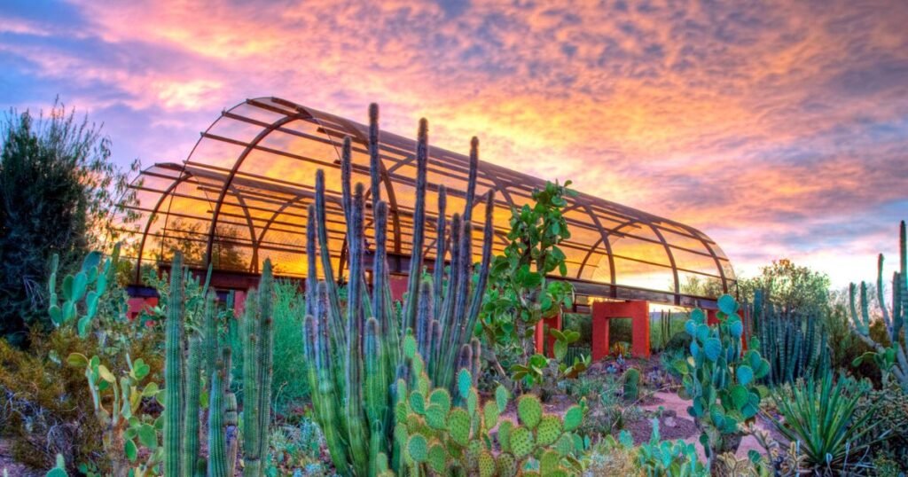 Desert Botanical Garden in Tucson